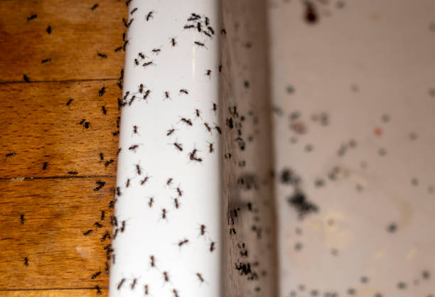 Best Pest Control Treatment  in Caoncito, NM