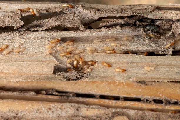 Best Flea Control Services  in Caoncito, NM