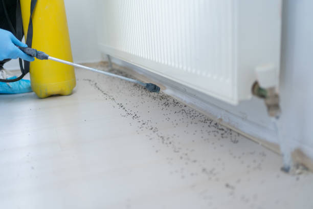 Best Pest Control Near Me  in Caoncito, NM