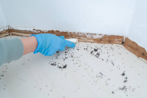 Best Exterminator Services  in Caoncito, NM